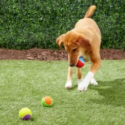 Frisco Fetch Squeaking Colorful Tennis Ball Dog Toy -Frisco 152846 PT6. AC SS1800 V1691776651
