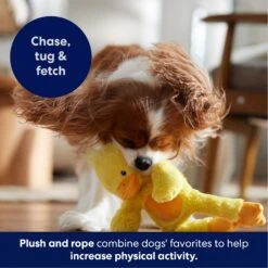 Frisco Duck Plush With Inside Rope Squeaky Dog Toy -Frisco 174723 PT4. AC SS1800 V1695671059