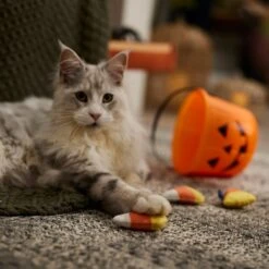 Frisco Halloween Candy Corn Plush Cat Toy With Catnip 8 Frisco Halloween Candy Corn Plush Cat Toy With Catnip -Frisco 218645 PT3. AC SS1800 V1689878929