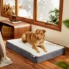 Frisco Orthopedic Pillow Cat & Dog Bed 1 Frisco Orthopedic Pillow Cat & Dog Bed -Frisco 235036 MAIN. AC SS1800 V1602690401