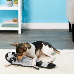 Frisco Alligator Stuffing-Free Flat Plush Squeaky Dog Toy & Frisco Raccoon Stuffing-Free Flat Plush Squeaky Dog Toy 11 Frisco Alligator Stuffing-Free Flat Plush Squeaky Dog Toy & Frisco Raccoon Stuffing-Free Flat Plush Squeaky Dog Toy -Frisco 255471 PT4. AC SS1800 V1602691287