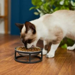 Frisco Elevated Stainless Steel Dish Cat Bowl, 1 Cup -Frisco 277517 PT3. AC SS1800 V1630347977