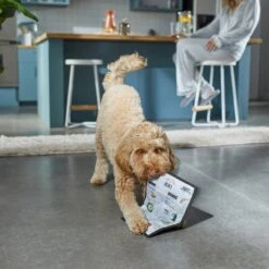 Frisco Brunch Menu Ballistic Nylon Flat Plush Squeaky Dog Toy 7 Frisco Brunch Menu Ballistic Nylon Flat Plush Squeaky Dog Toy -Frisco 297276 PT2. AC SS1800 V1642088788