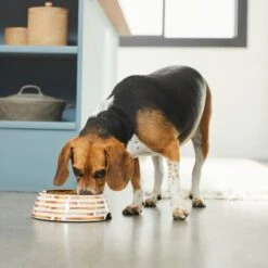 Frisco Copper Print Design Stainless Steel Dog & Cat Bowl 12 Frisco Copper Print Design Stainless Steel Dog & Cat Bowl -Frisco 311975 PT2. AC SS1800 V1642542895