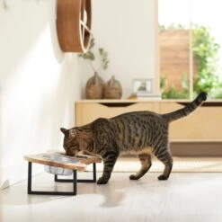 Frisco Premium Wood Elevated Bone Shape Stainless Steel Double Diner Dog & Cat Bowl, 3 Cup 11 Frisco Premium Wood Elevated Bone Shape Stainless Steel Double Diner Dog & Cat Bowl, 3 Cup -Frisco 331497 PT3. AC SS1800 V1657656892