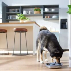 Frisco Silicone Stainless Paw Steel Slow Feeder Dog & Cat Bowl -Frisco 331528 PT2. AC SS1800 V1657656874