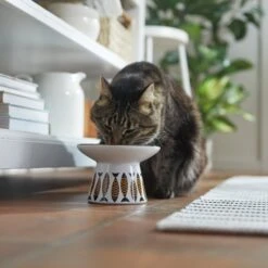 Frisco Cat Face Wide Shape Elevated Non-Skid Ceramic Cat Bowl -Frisco 363381 PT3. AC SS1800 V1657657267